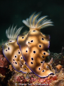 This is a photo of couple nudibranchs, probably after mat... by Glenn Ian Villanueva 